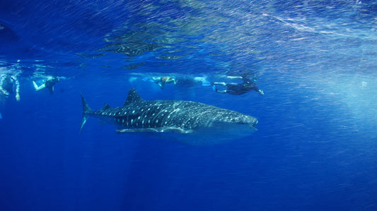 Deep sea fishing in Pemba